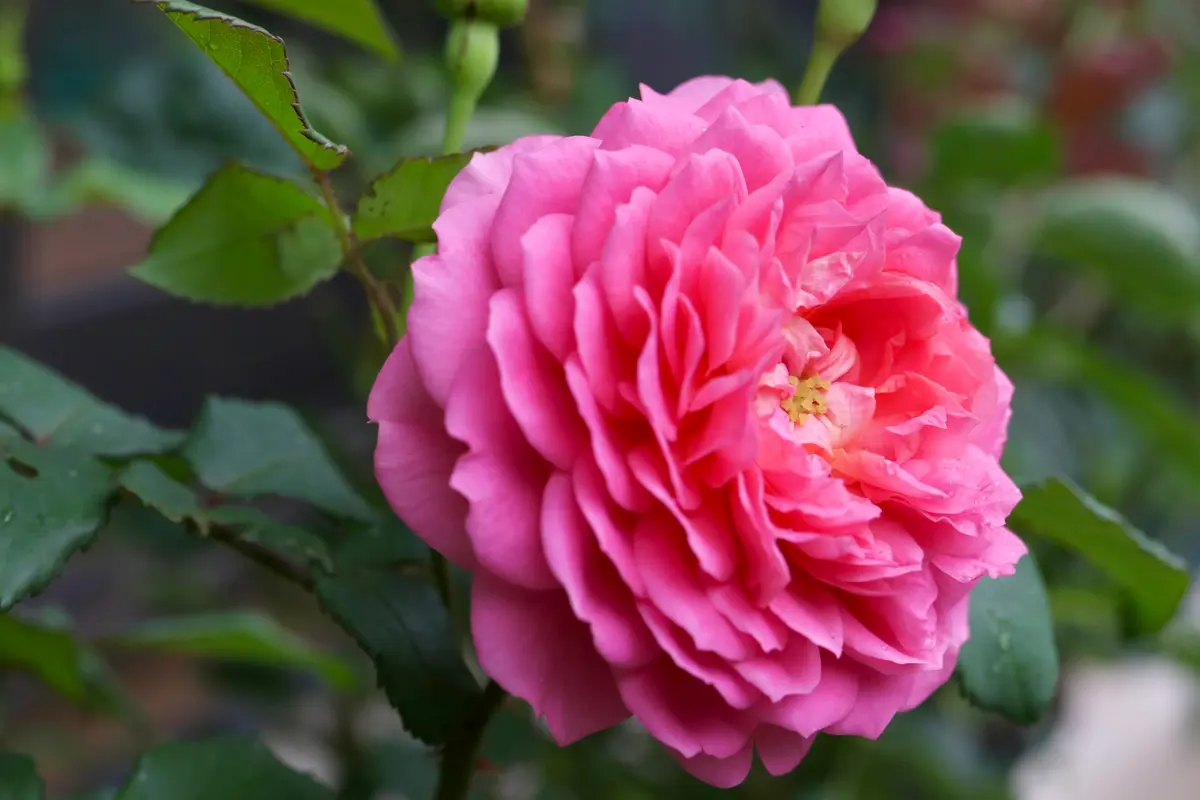 薔薇】エマブリッジウォーター｜園芸日記by8755(花っこ