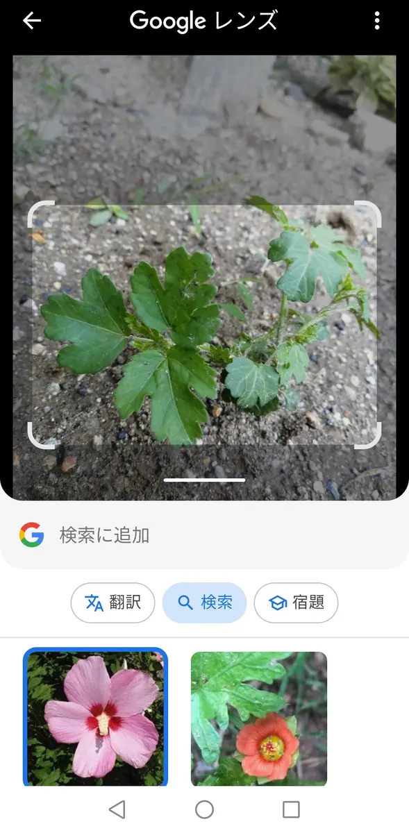 もしかして、マルバストラム？｜園芸日記byるびちゃん｜みんなの趣味の