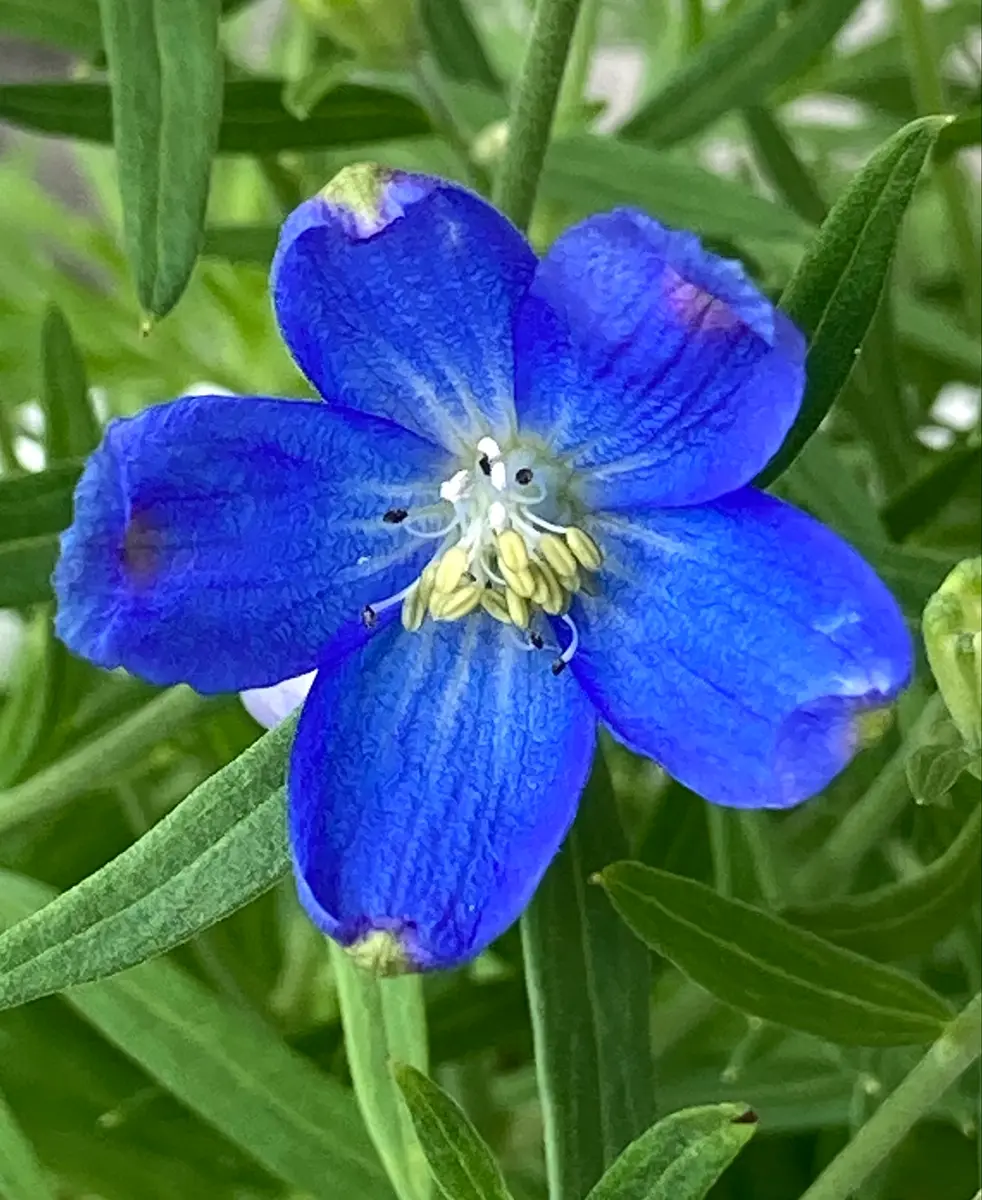 COOLな“青い花”🩵💙｜園芸日記byスミヱ｜みんなの趣味の園芸
