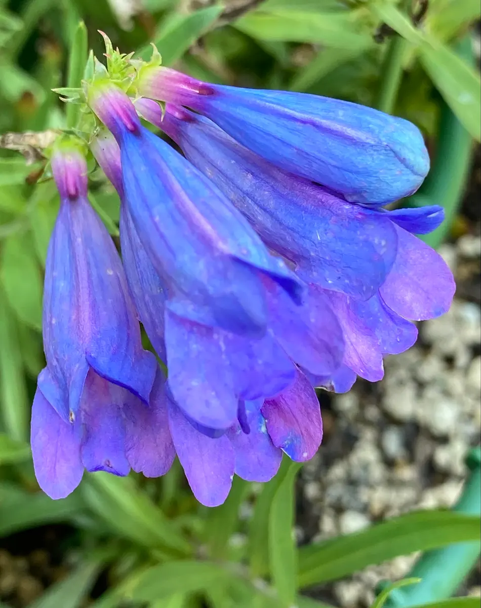 COOLな“青い花”🩵💙｜園芸日記byスミヱ｜みんなの趣味の園芸｜1222420