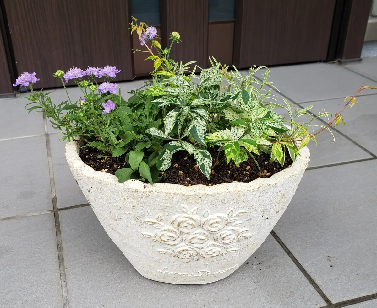 涼しげな斑入りアメリカツタの寄せ植え😊｜園芸日記byみどりガーデン