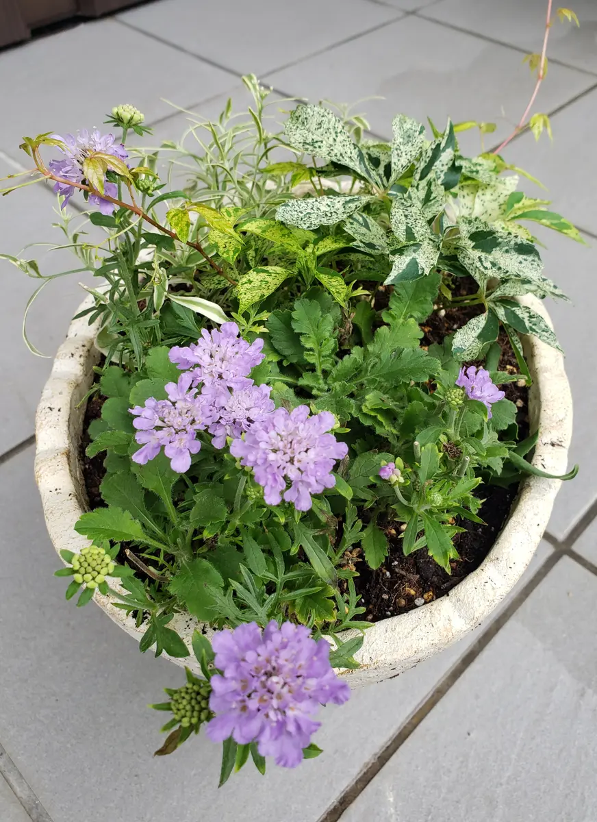 涼しげな斑入りアメリカツタの寄せ植え😊｜園芸日記byみどりガーデン
