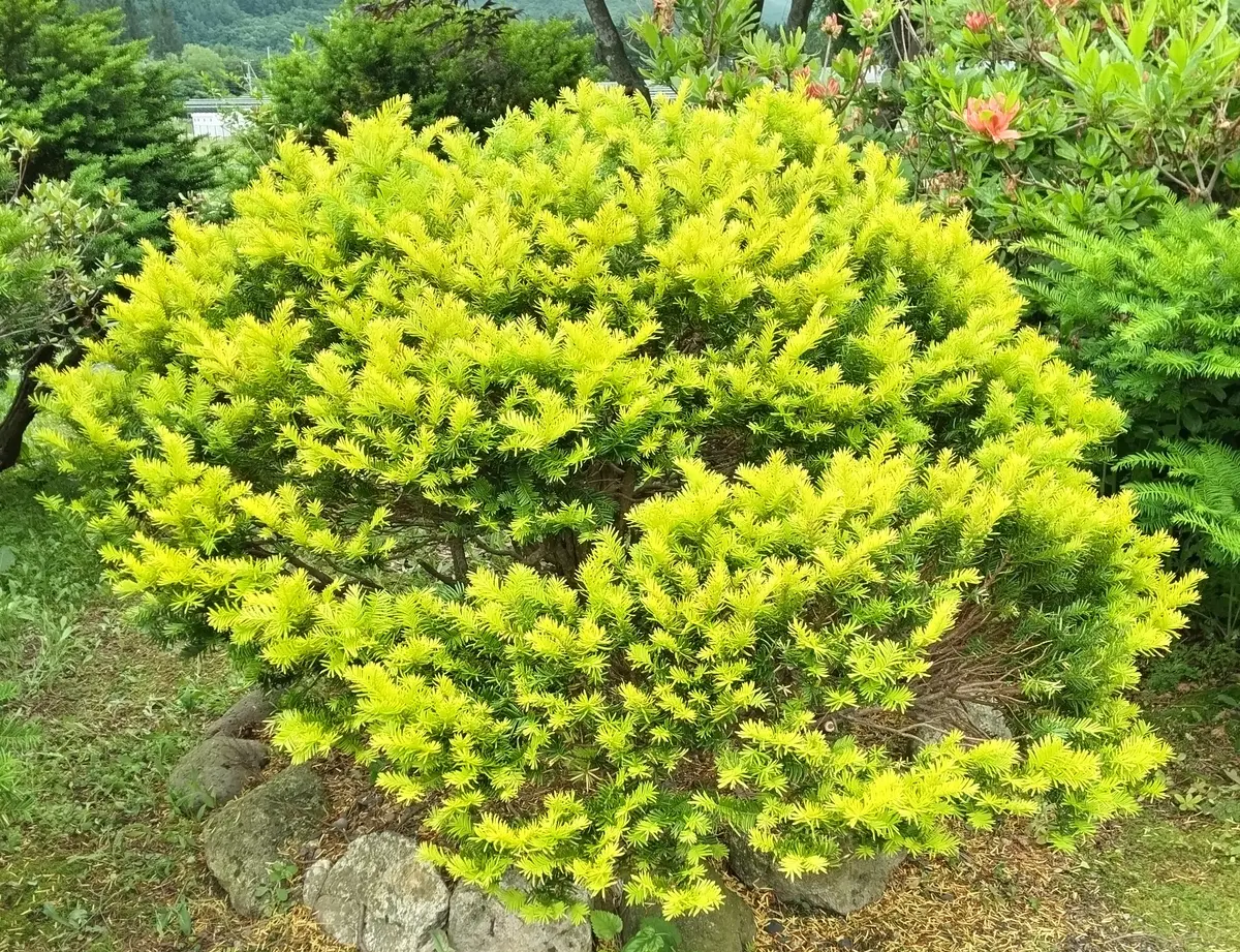 オンコ(イチイ)を剪定しました｜園芸日記byセイヨウミヤコ｜みんなの