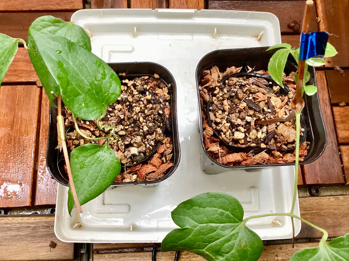 さし木苗の安全な鉢上げ方法】クレマチス発根挿し木を鉢上げしました