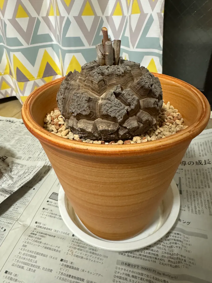 🐢良型の亀甲竜が入荷しました🐢 冬型の塊根植物「亀甲竜」が