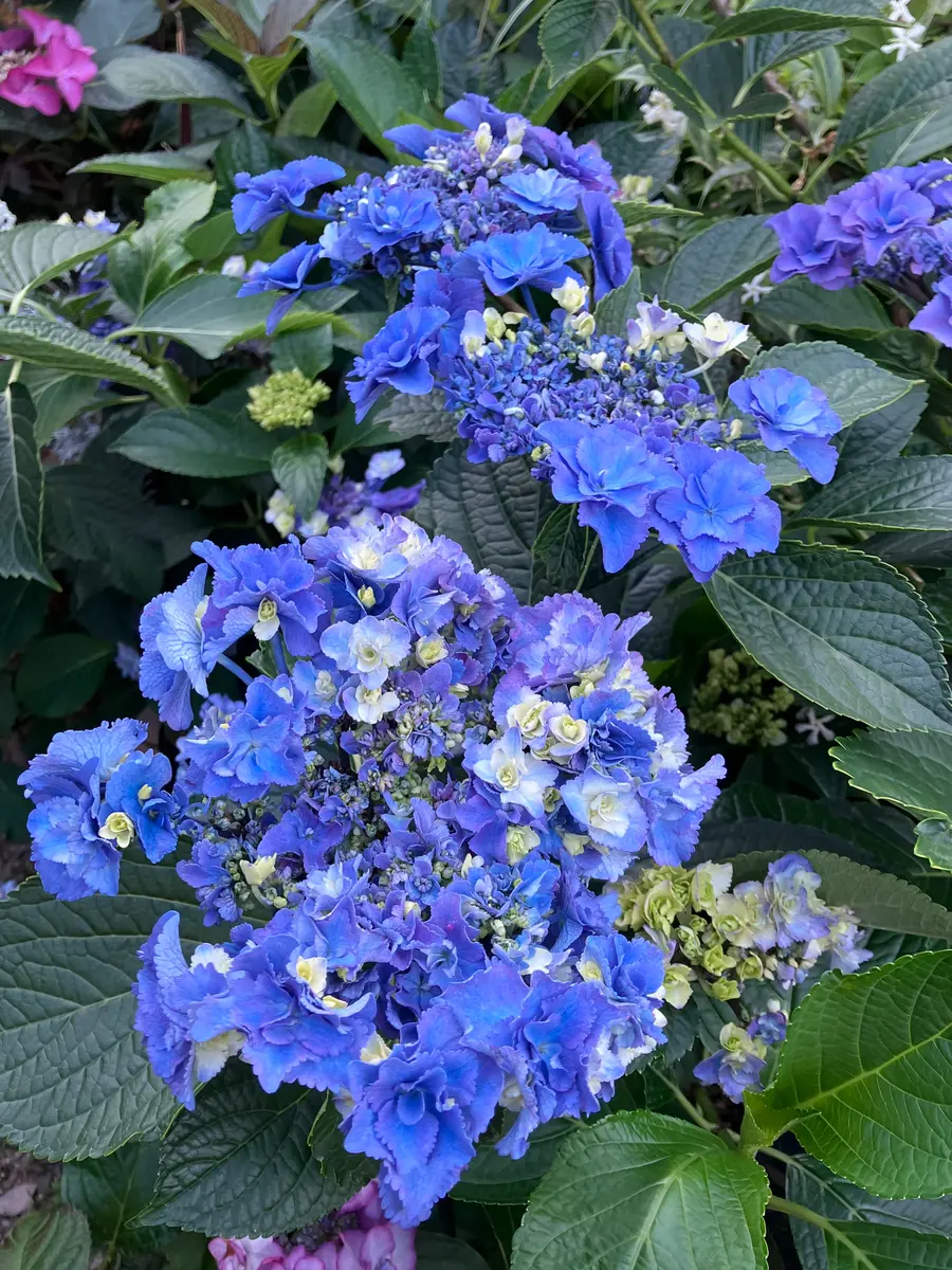 みぃた 紫陽花『深海の色』青色紫陽花配合土壌付き♪ みぃた 紫陽花『深海の色』青色紫陽花配合土壌付き♪ アジサイ