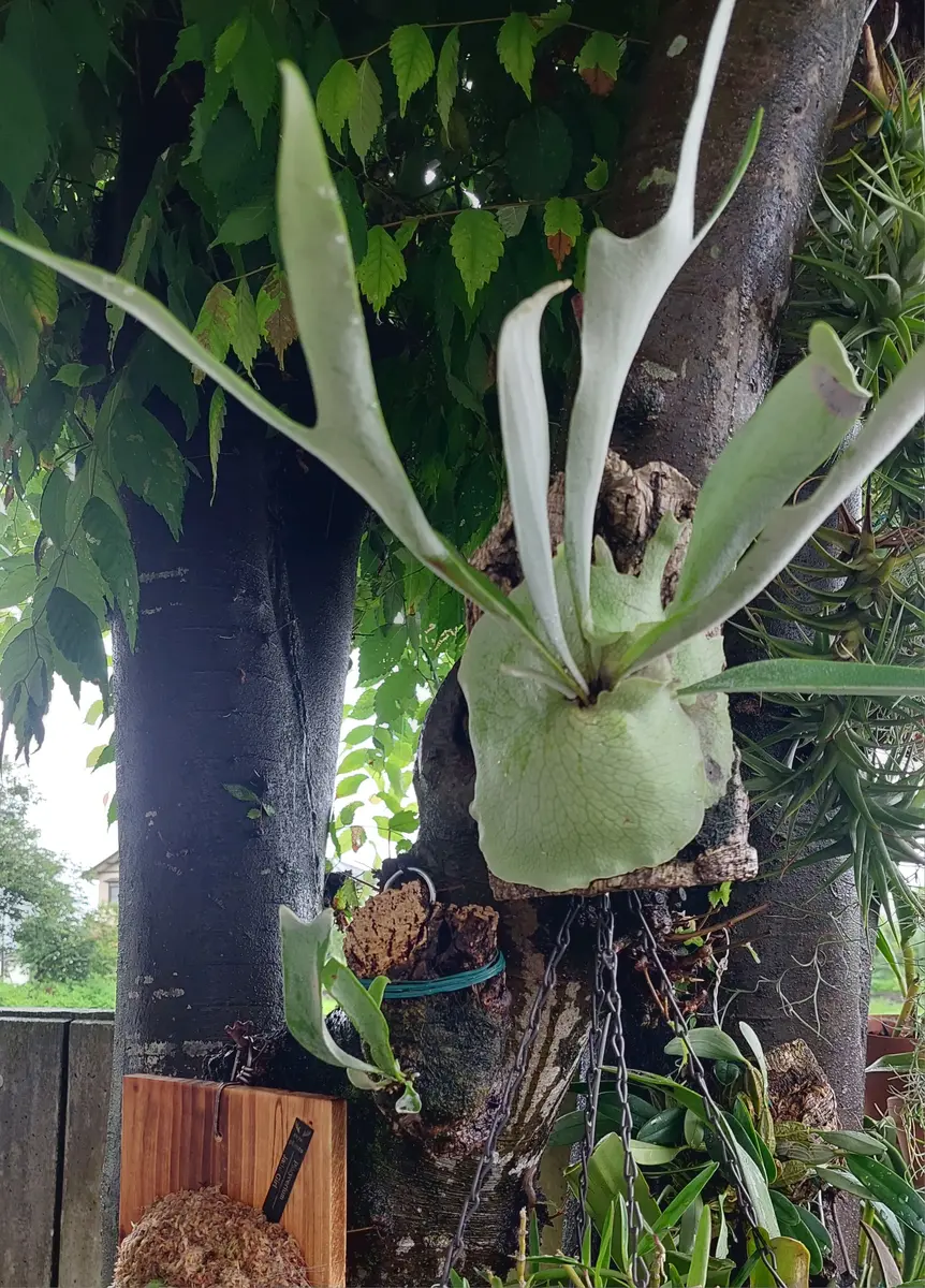 Snow ape スノウエイプ　ビカクシダ　バンダカプランツ ビカクシダ vandaka plants | P. 'Snow Ape' madagascariense
