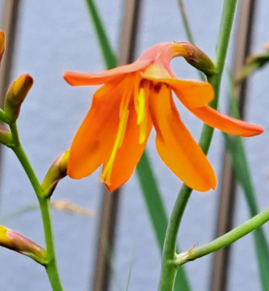 我が家の庭の花〔写真2枚目〕-kimiko1さんの日記｜みんなの趣味の園芸