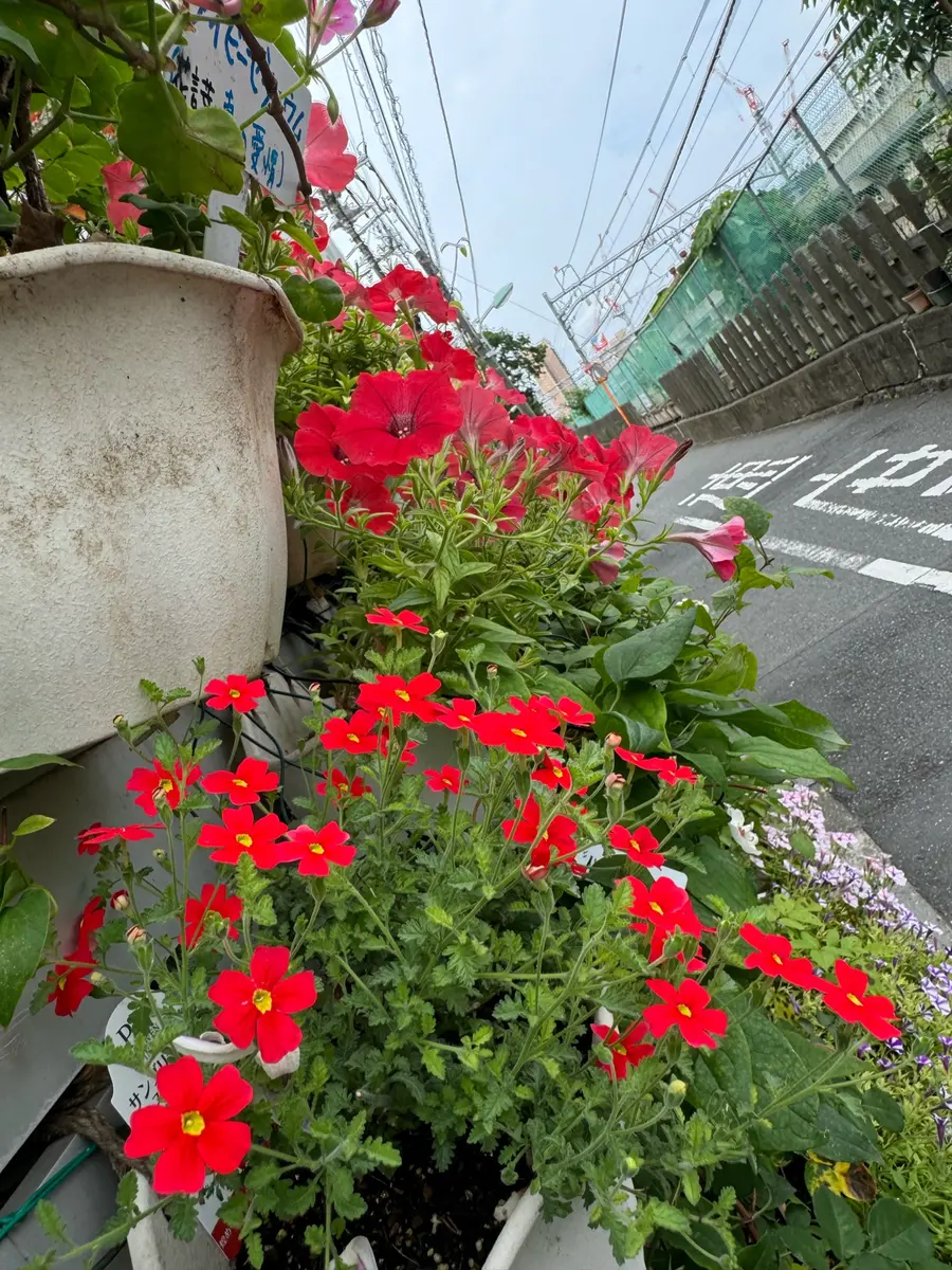 曇天下の赤い花 ペチュニアサンブリテニア｜園芸日記