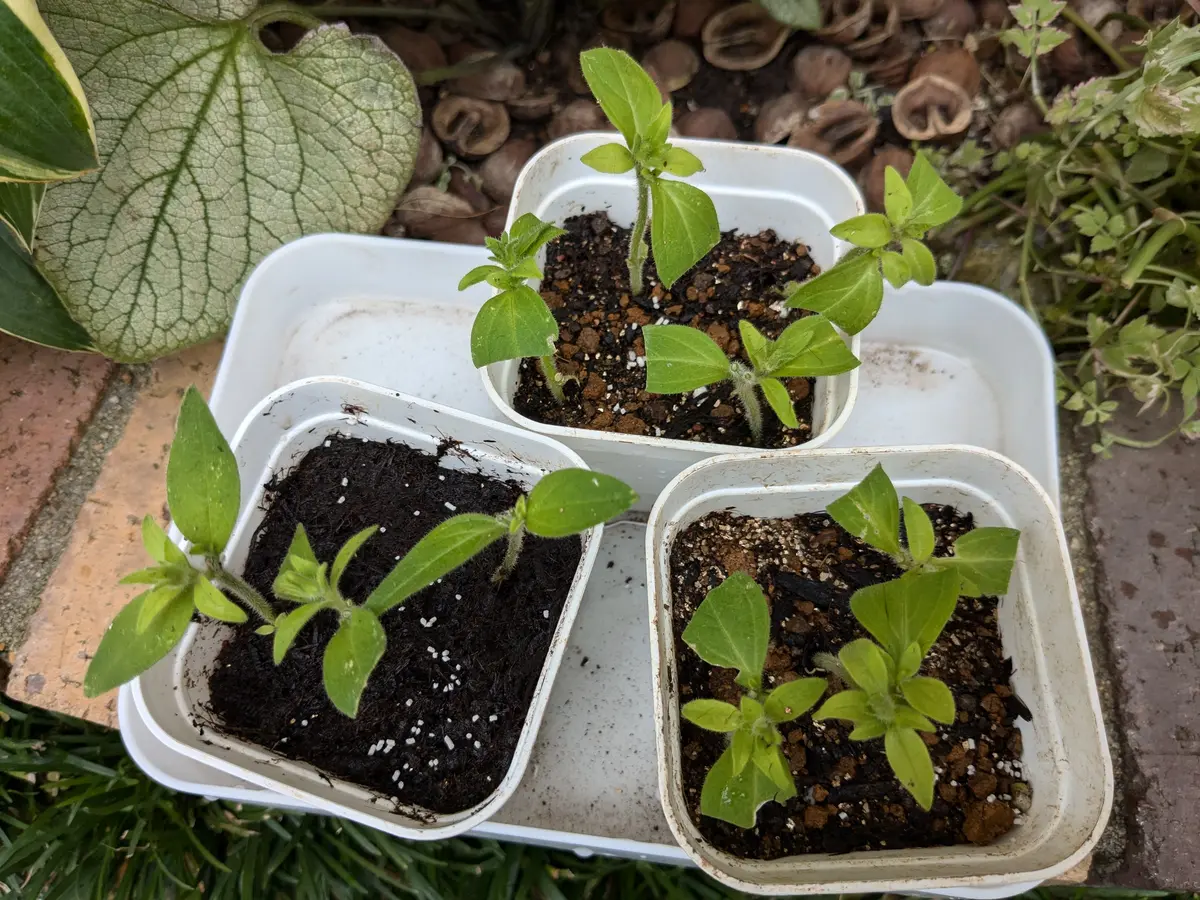 挿し芽ちゃん😍のその後｜園芸日記byかんゆうママ｜みんなの趣味の園芸