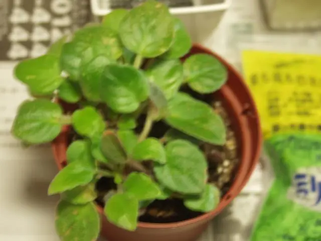 ようやく植え替え、セントポーリア｜園芸日記byらりこ｜みんなの趣味の