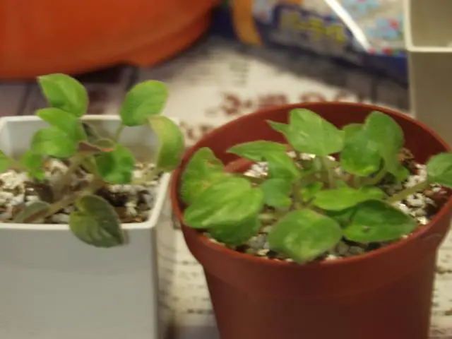 ようやく植え替え、セントポーリア｜園芸日記byらりこ｜みんなの趣味の