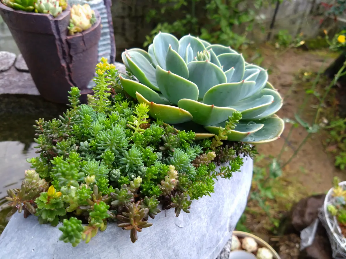 多肉植物】実はクセ強い七福神！ほったらかしで育てるならおさえ