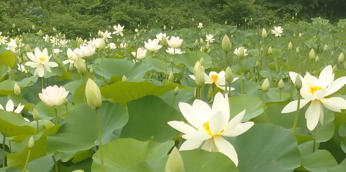 蓮が見頃です(②穴虫の郷)6月26日|園芸日記bytotyan|みんなの 蓮が見頃です(②穴虫の郷)6月26日|園芸日記bytotyan|みんなの