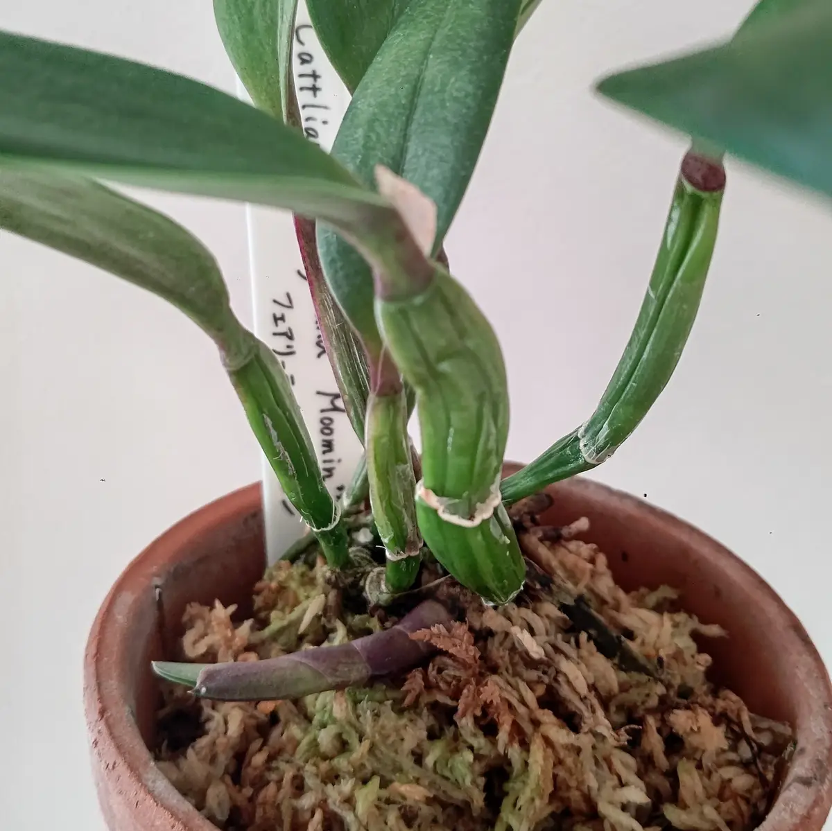 ミニ カトレア 新芽