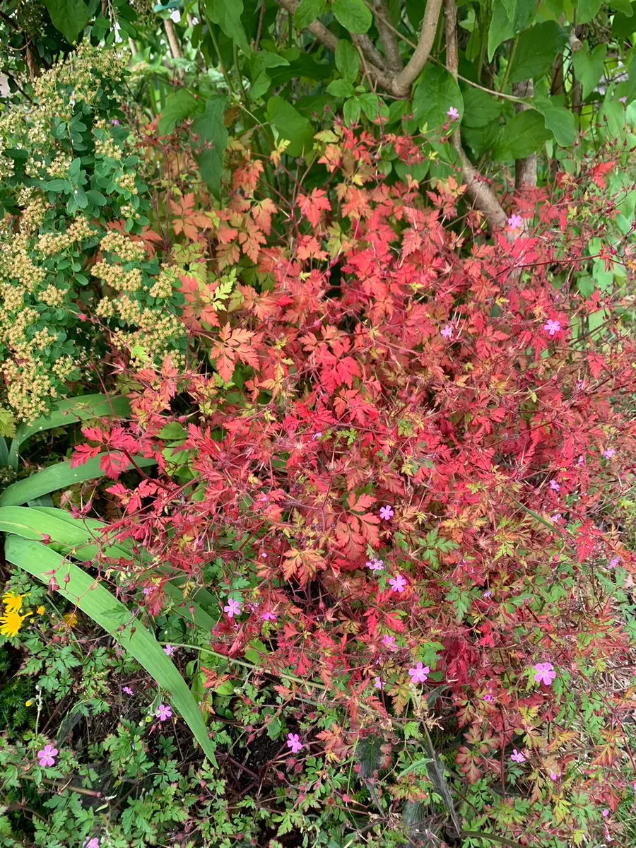 ⑩ぱぶろふ「紅葉」他の方購入不可 ヒメフウロ（シオヤキソウ）の紅葉｜園芸日記by猫あじさい｜みんなの