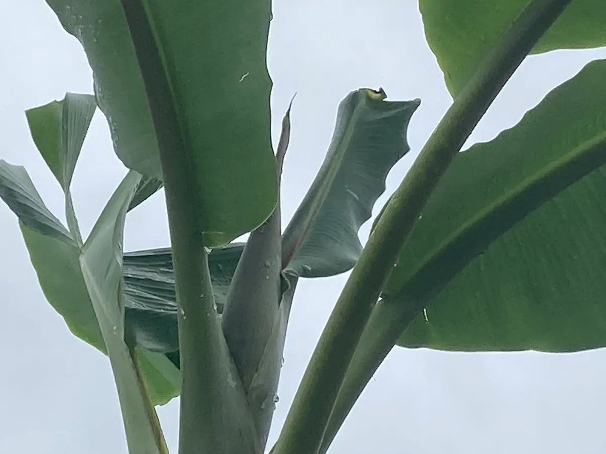 斑入りミニバナナ 希少バナナ苗14