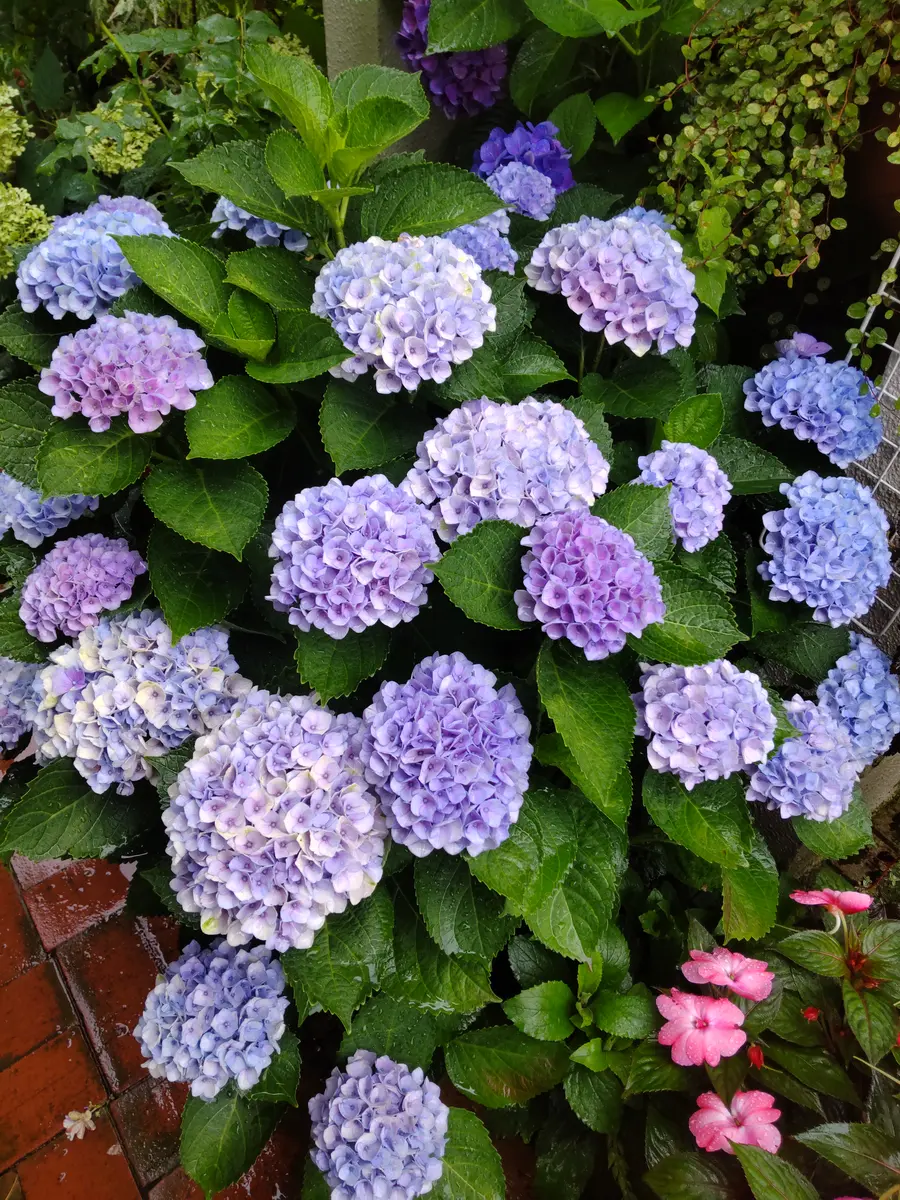 アジサイ　L10kg Amazon.co.jp: 紫陽花銀河アジサイ5号サイズ鉢植えあじさい