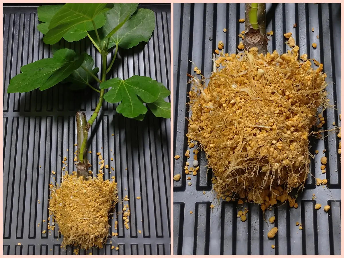 gin Zu　　　イチジク挿し木 gin Zu様専用 イチジク挿し木 🍐イチジク【挿し木】鉢上げ2｜園芸日記