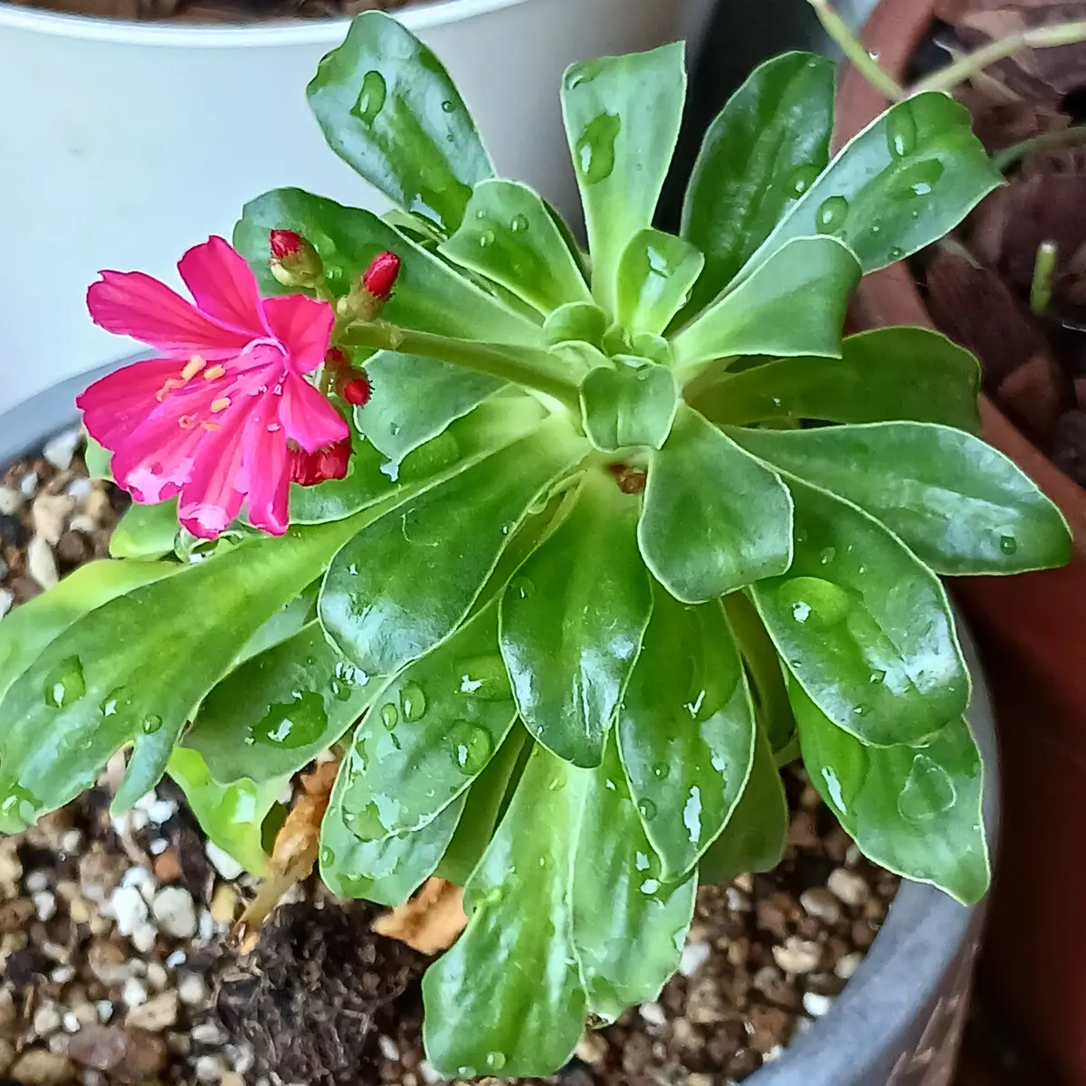 エバーフレッシュの花｜園芸日記byどびんちゃん｜みんなの趣味の