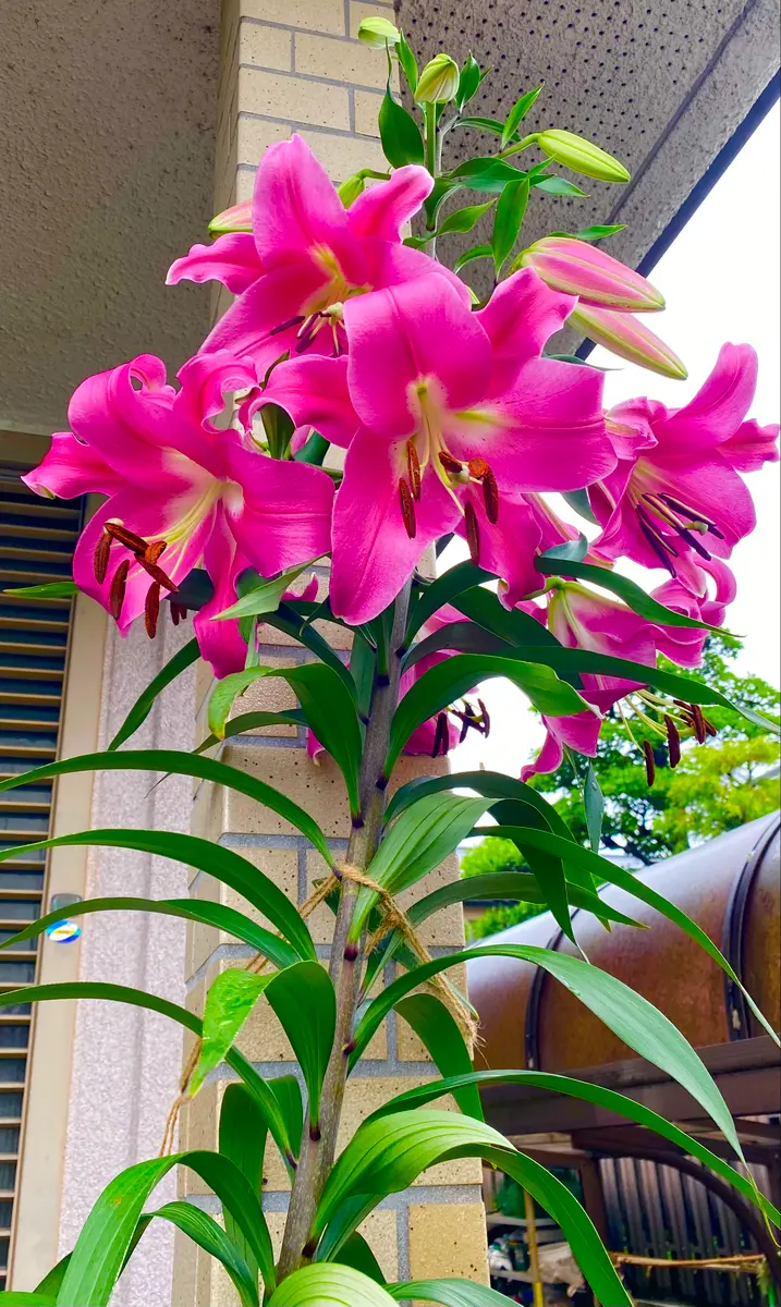 最終価格】カサブランカの花 谷昭二作