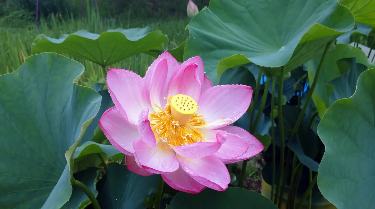 蓮の花いろいろ(穴虫の郷)6月30日|園芸日記bytotyan|みんなの 蓮の花いろいろ(穴虫の郷)6月30日|園芸日記bytotyan|みんなの