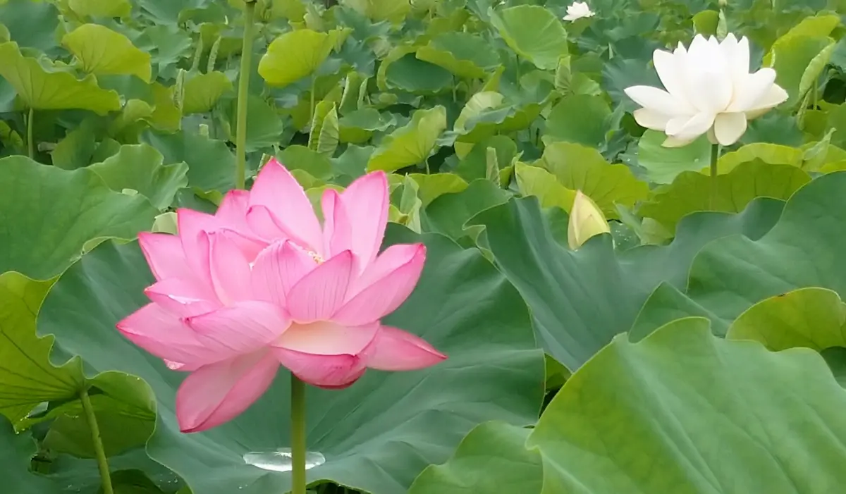 【超特価sale開催】  蓮の花いろいろ（穴虫の郷）6月30日｜園芸日記bytotyan アイドル