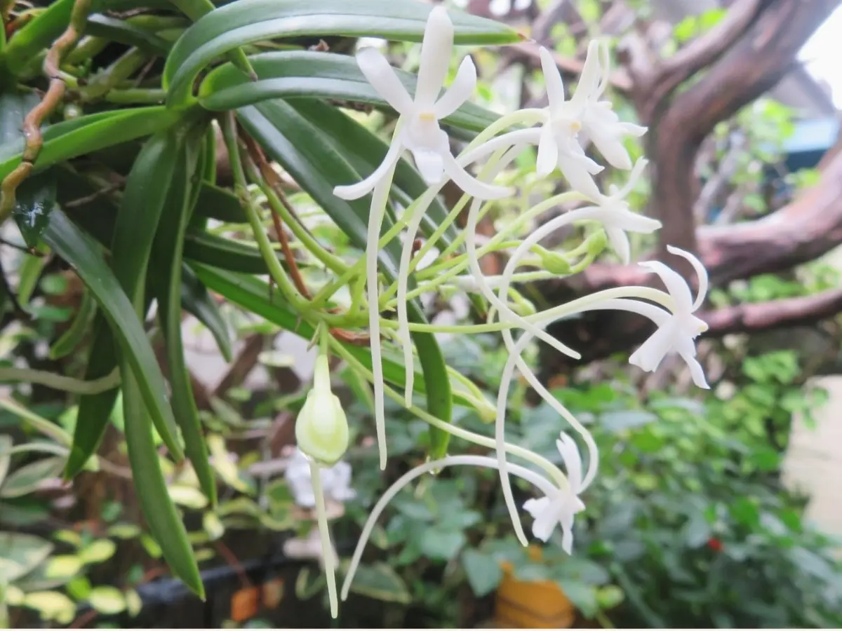 🌼フウラン(風蘭)の花🌼｜園芸日記byロッキー｜みんなの趣味の園芸