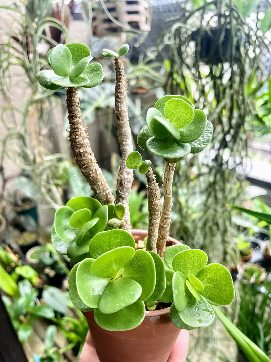 モロキニエンシス｜園芸日記byいも子｜みんなの趣味の園芸｜1225819