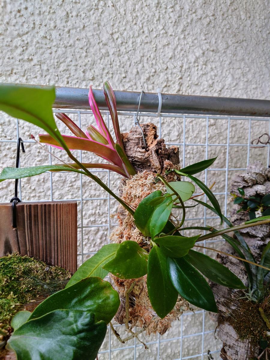 観葉植物 【再入荷】光と影の彫刻｜アンスリウム・グラシレ（苔玉