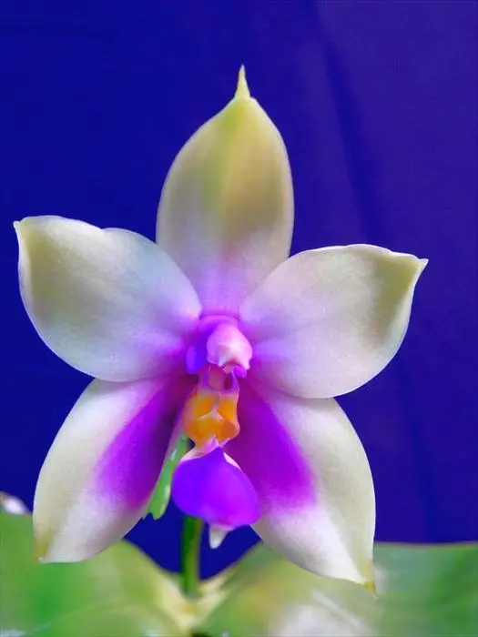 青い胡蝶蘭 Phal. violacea 'indego blue' - 座間洋らんセンター
