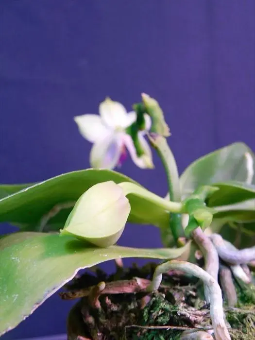 【初回限定】 胡蝶蘭原種 ビオラセア インディゴ 開花｜園芸日記byネカタ 花