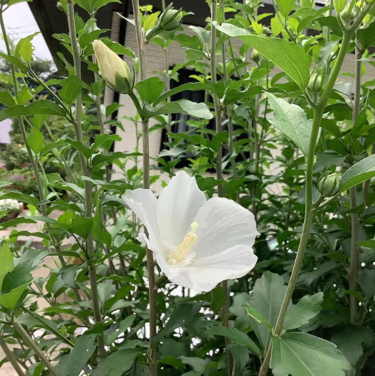 青岫/朝顔図/花図/夏の花/掛軸☆宝船☆AH-681