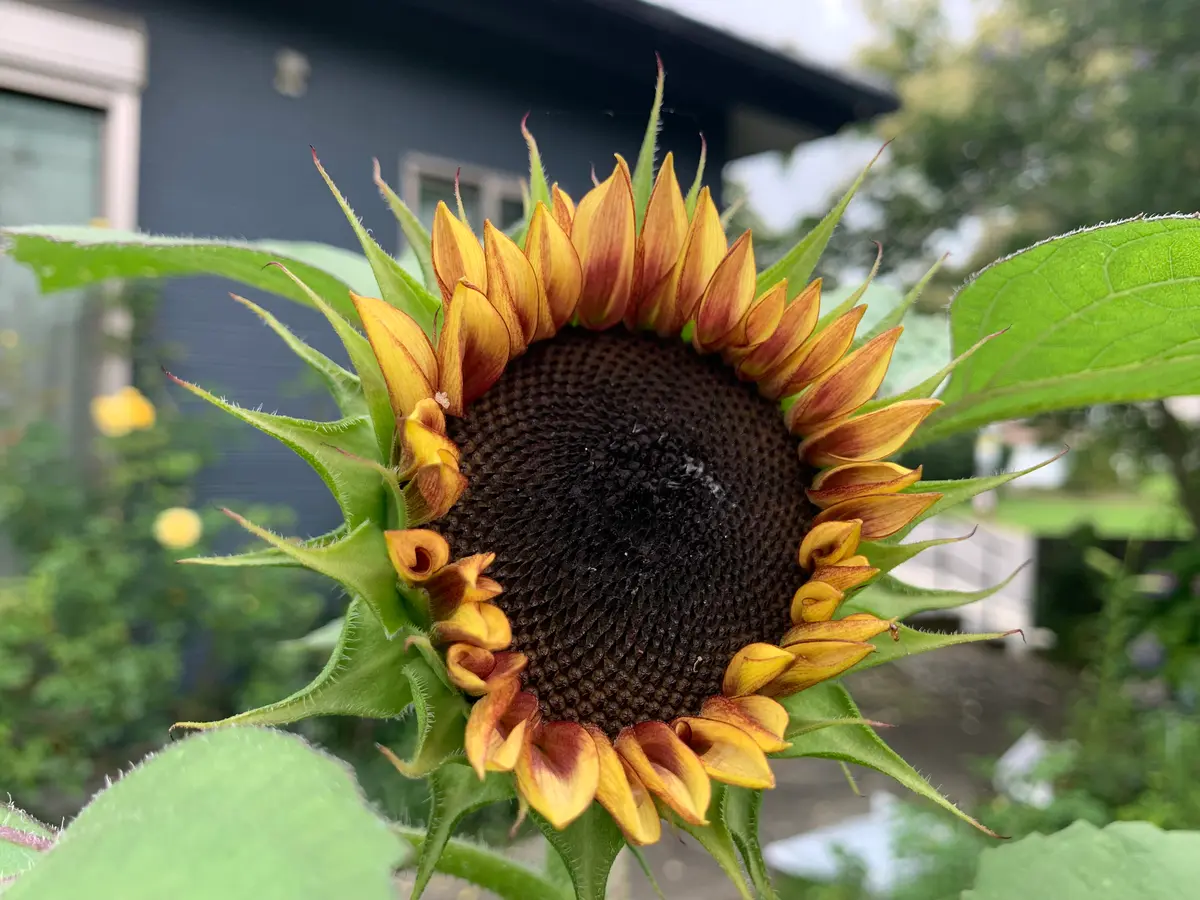 ひまわり様確認用☺︎