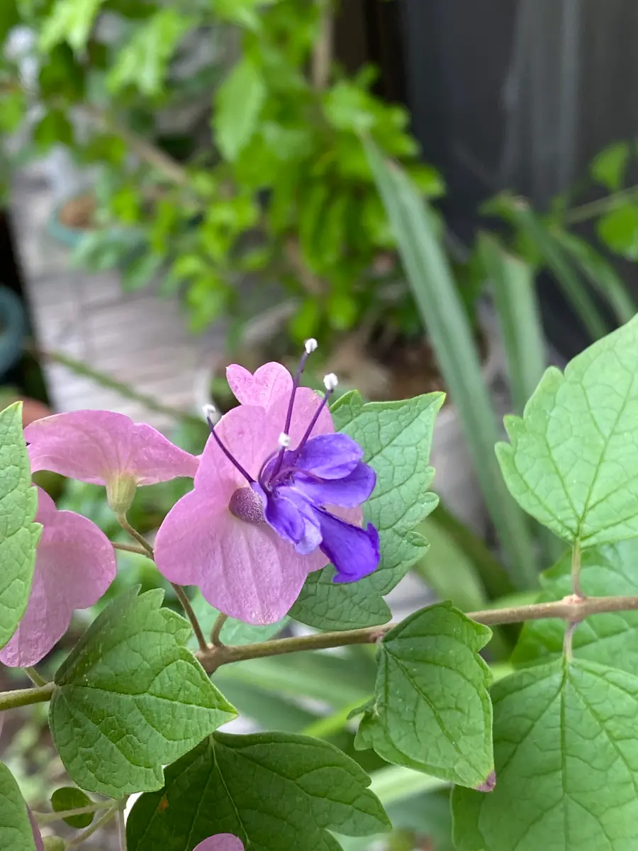 チャイニーズハット｜園芸日記by染ちゃん｜みんなの趣味の園芸｜1226781
