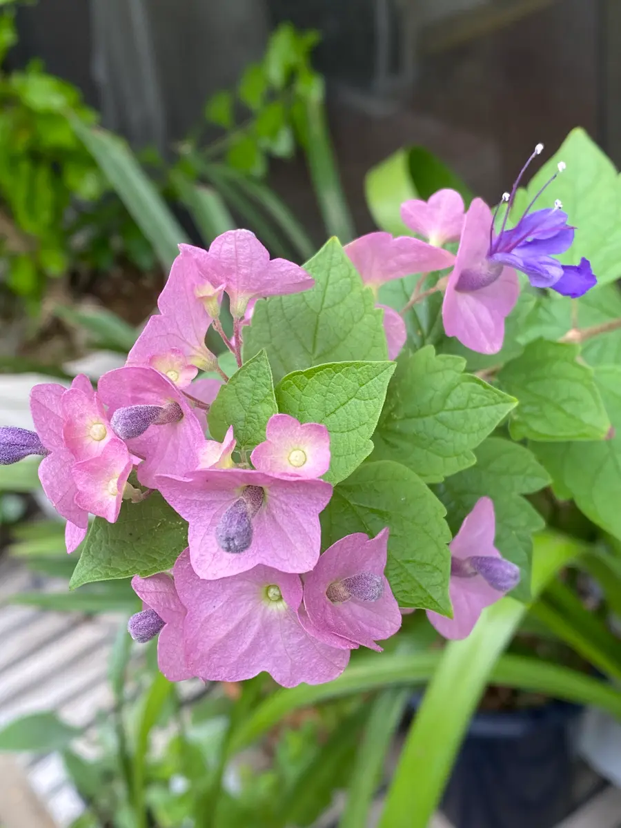 チャイニーズハット｜園芸日記by染ちゃん｜みんなの趣味の園芸｜1226781