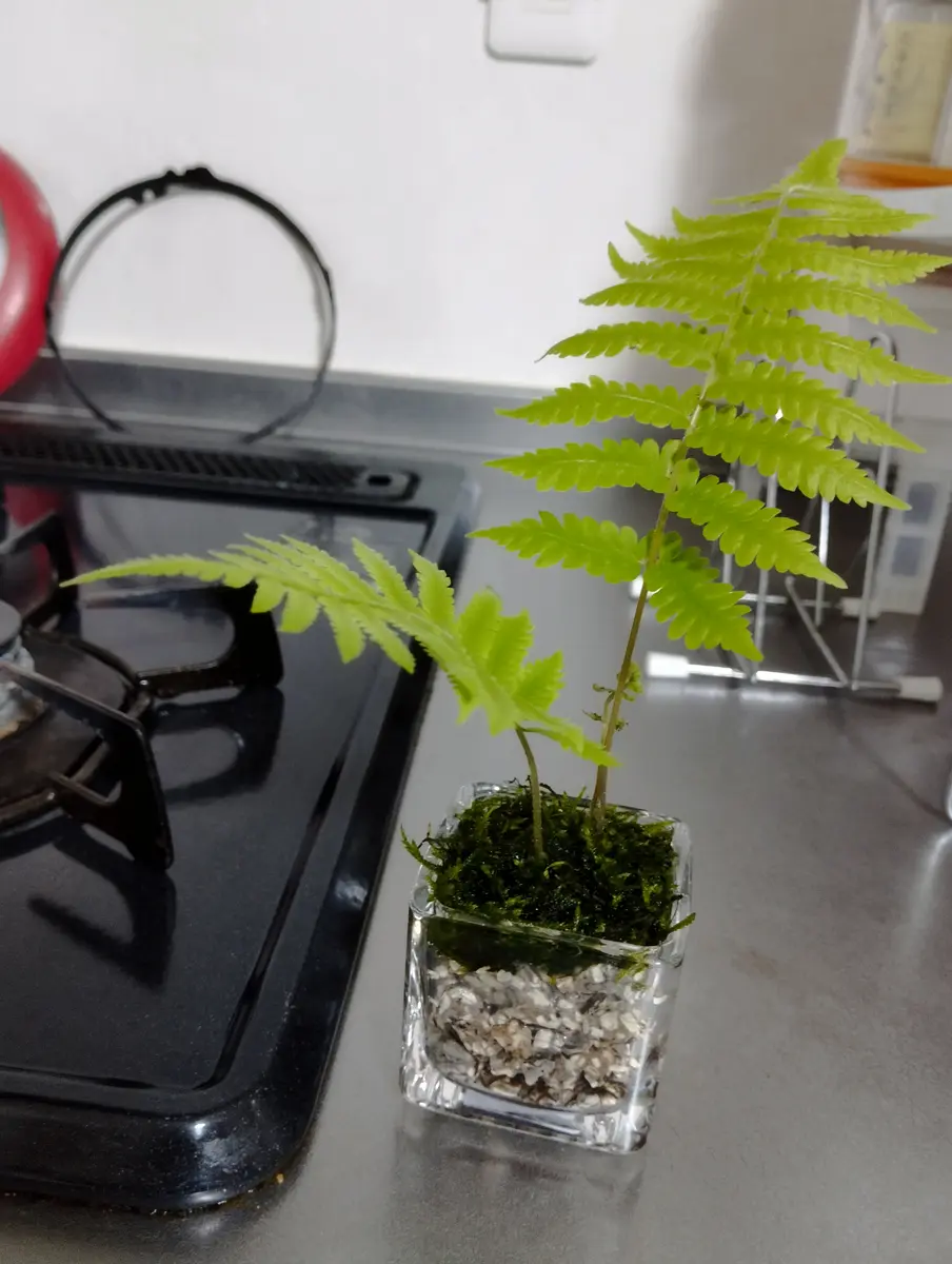 シダ（不明種）の水耕栽培｜園芸日記by京都の百舌鳥｜みんなの趣味の