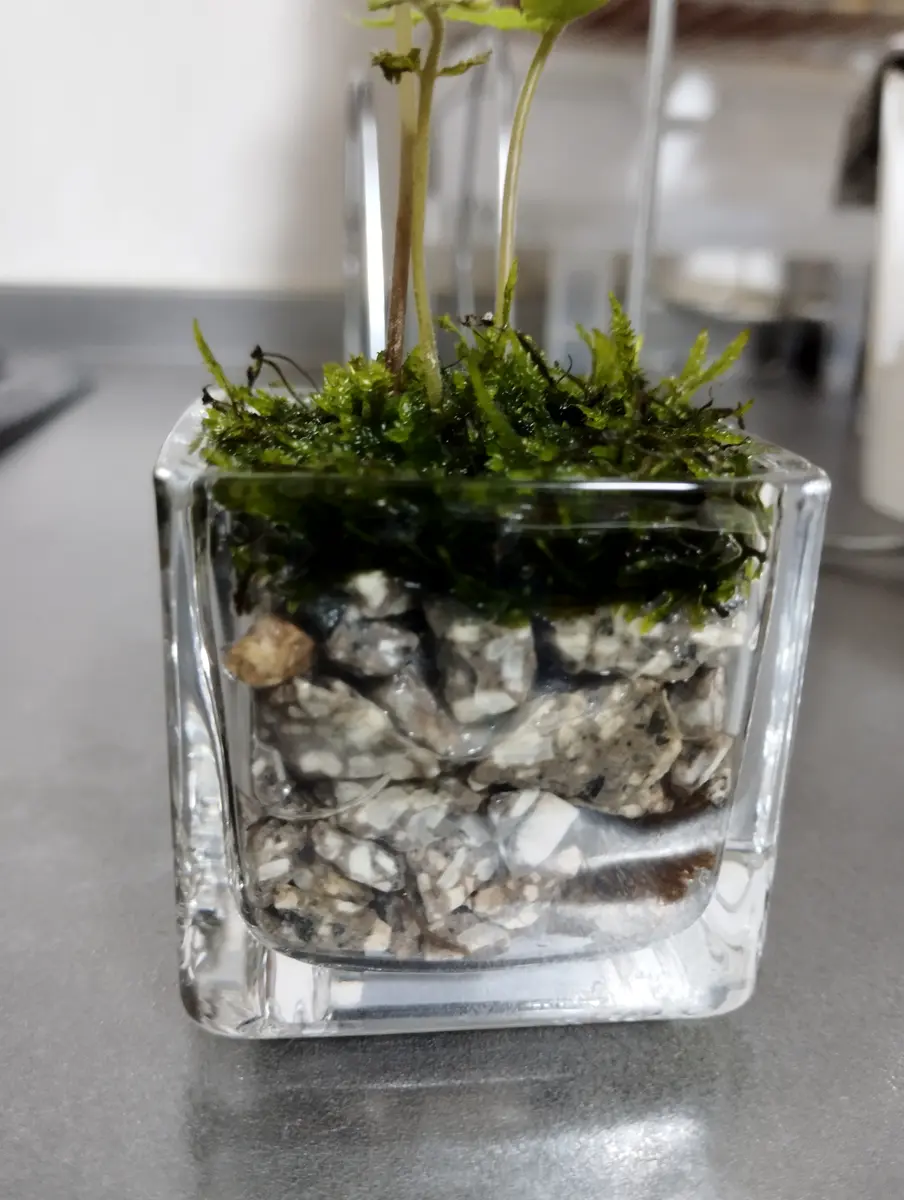 シダ（不明種）の水耕栽培｜園芸日記by京都の百舌鳥｜みんなの趣味の