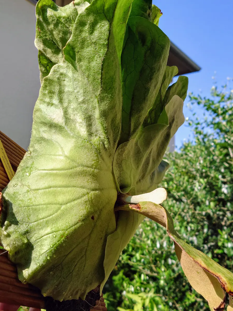 胞子付き胞子葉 　20品種セット ビカクシダの胞子培養に挑戦。やり方を解説します。｜緑とカメラと珈琲と