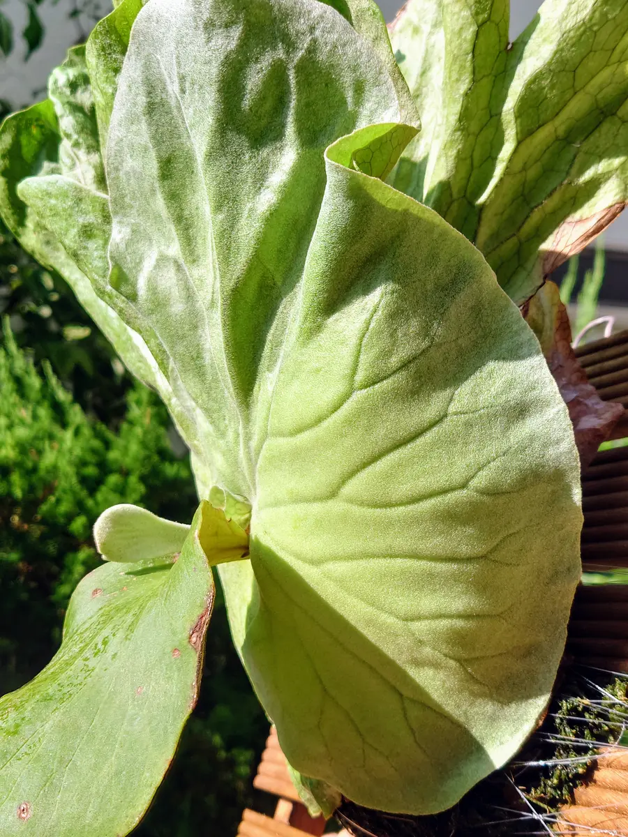 失われた胞子葉が戻ってきた、ビカクシダ・アンゴレンセ・マンモスさん