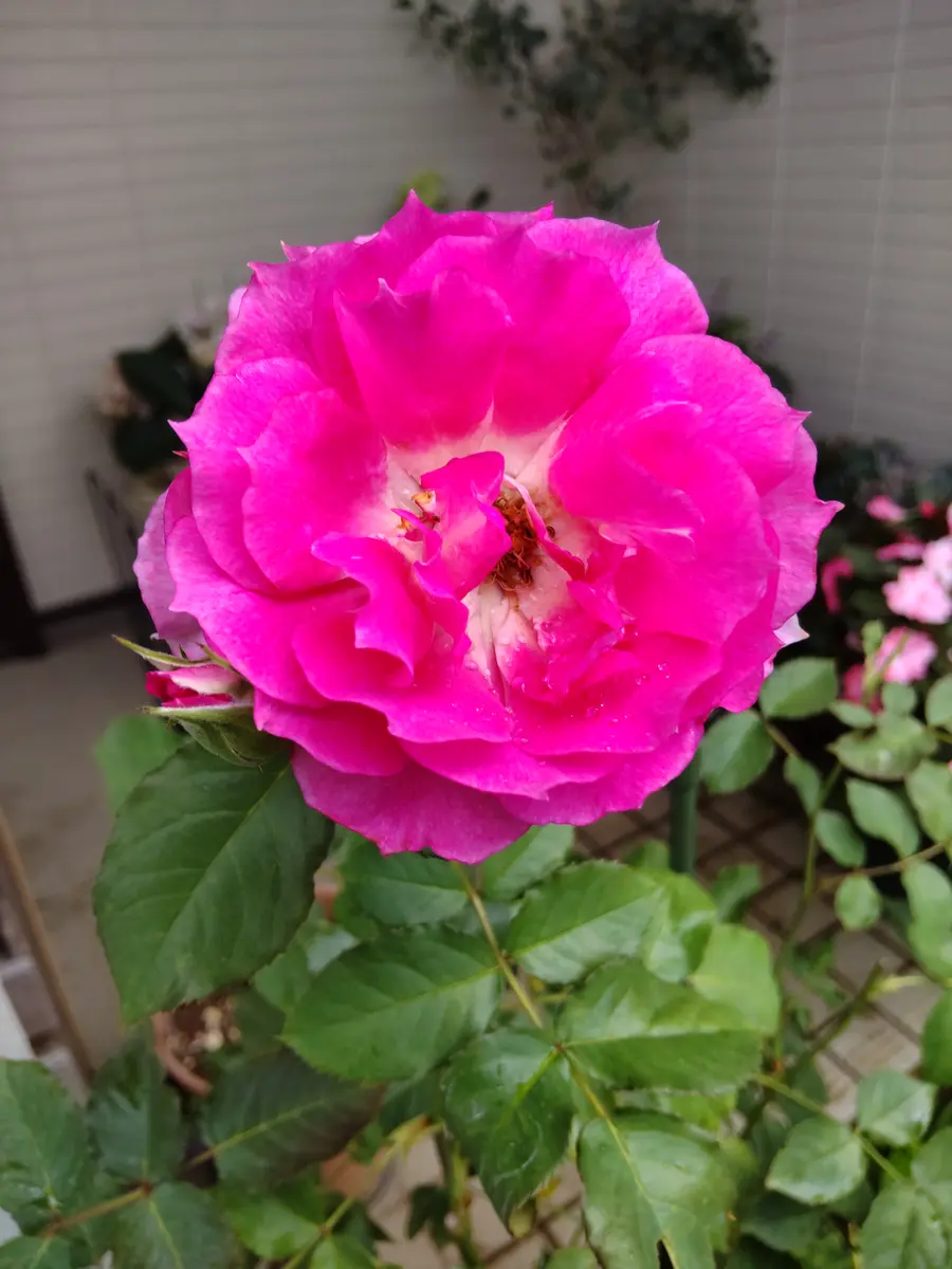 バラの2番花｜園芸日記byきこちゃん｜みんなの趣味の園芸｜1227187