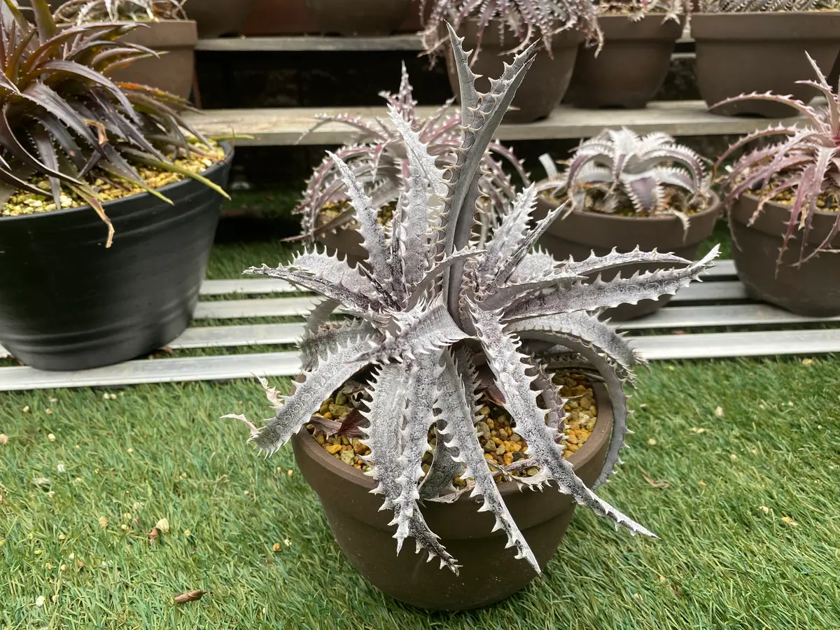 ブラックアイス｜園芸日記byマンダル｜みんなの趣味の園芸｜1227422