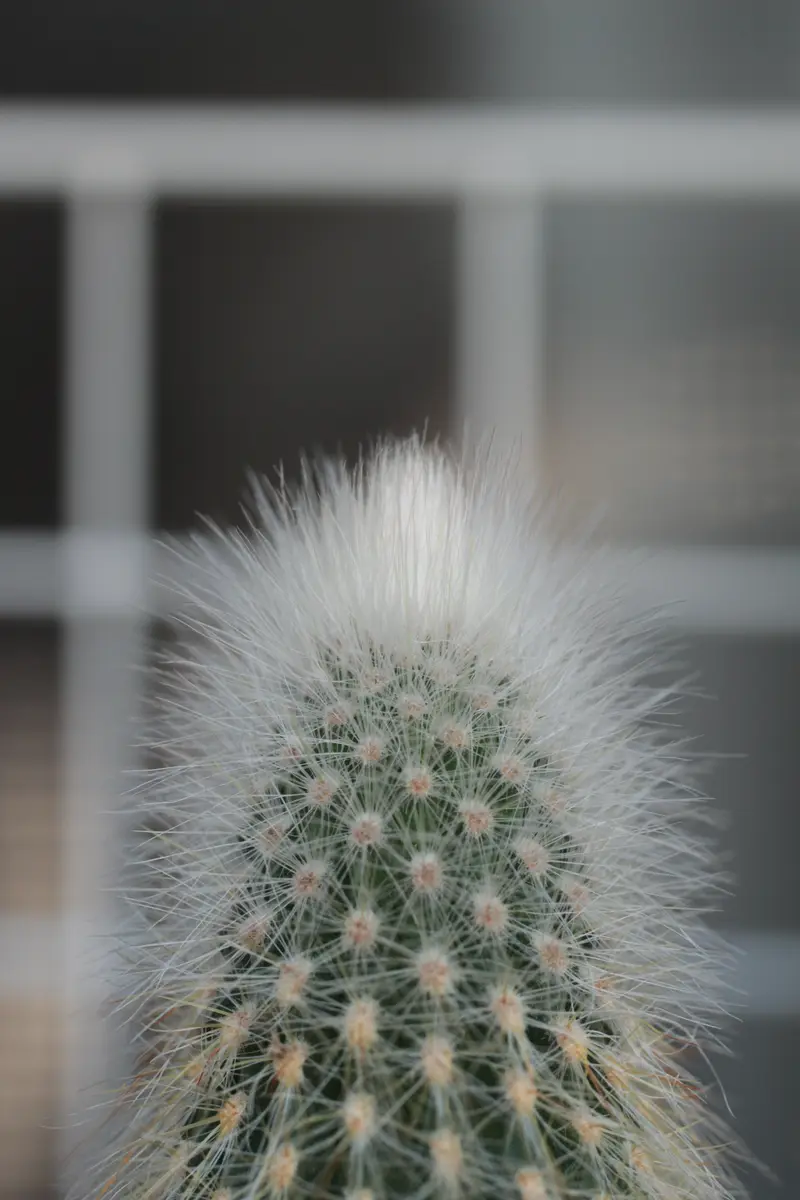 🌵 サボテン元気｜園芸日記byはねこうし｜みんなの趣味の園芸｜1227459