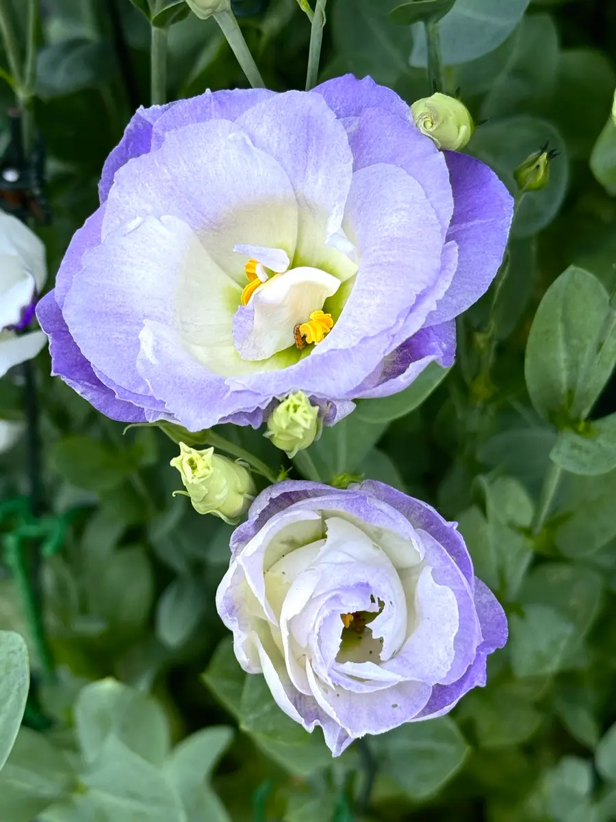 さわやかな薄いブルーとローズ色のトルコキキョウの花｜園芸日記