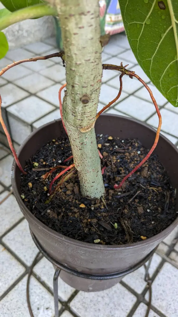 フィカスベンガレンシスの挿し木｜園芸日記byまつむし｜みんなの趣味の