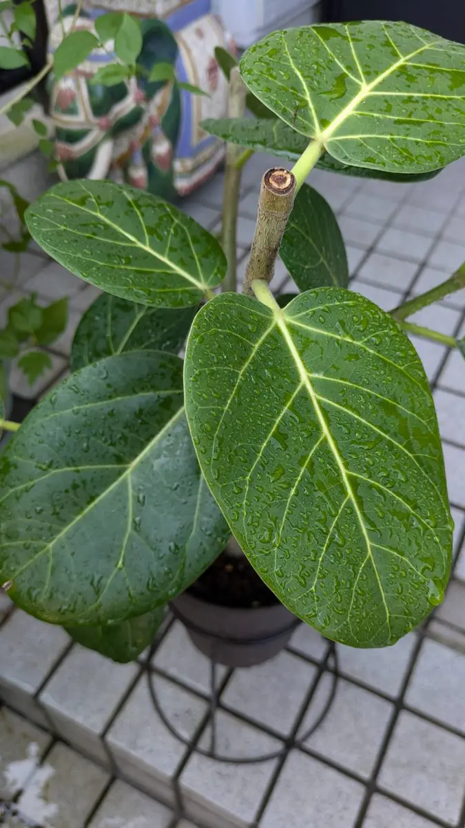 フィカスベンガレンシス 価格.com】ベンガレンシスの育て方・通販