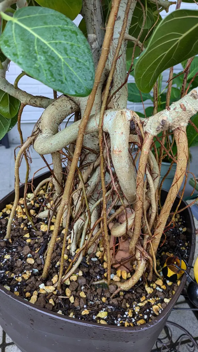 フィカスベンガレンシスの挿し木｜園芸日記byまつむし｜みんなの趣味の