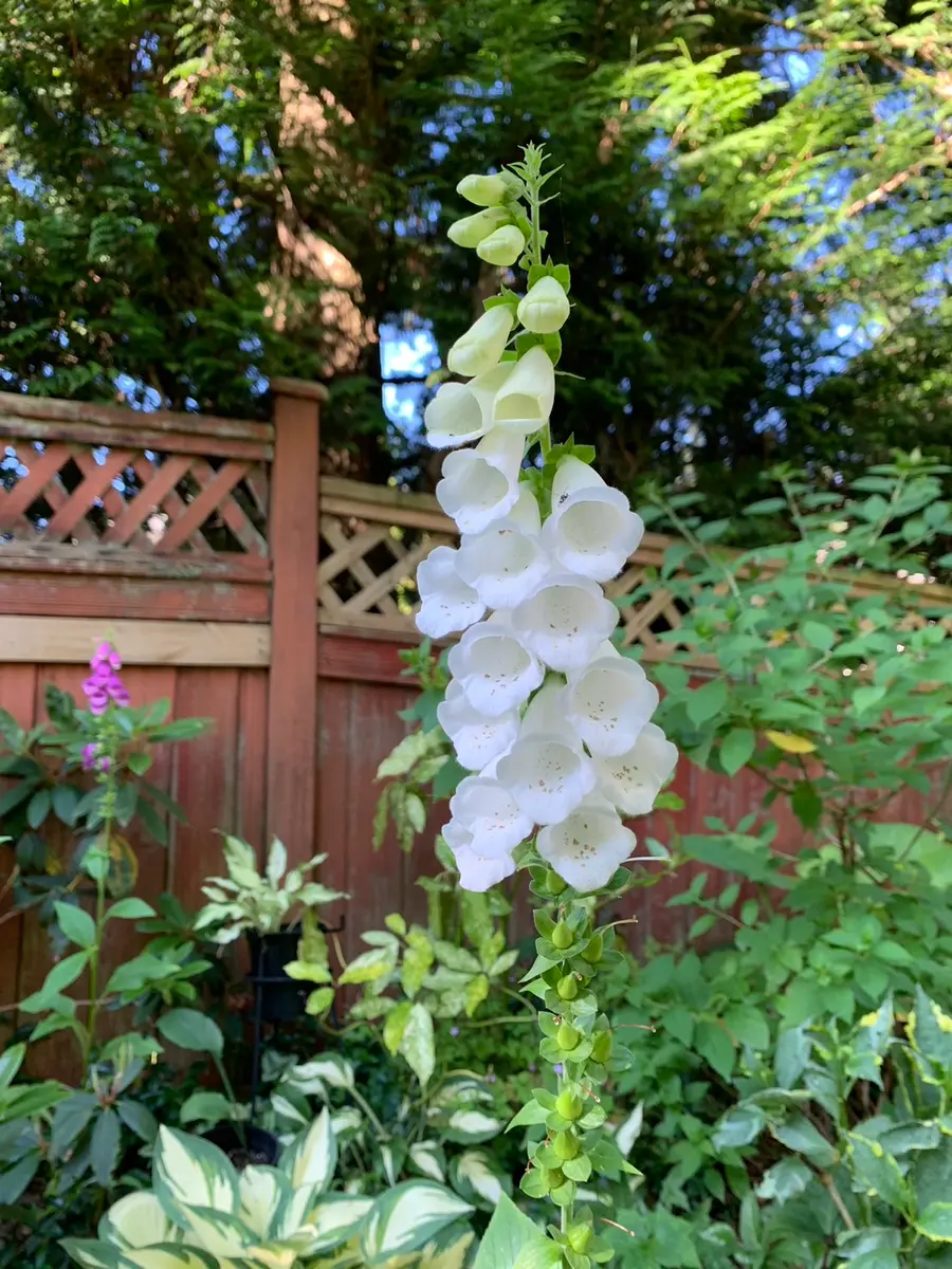 シェードガーデンの白い花たち;ジキタリス、アスチルベ、ヒゲナデシコ