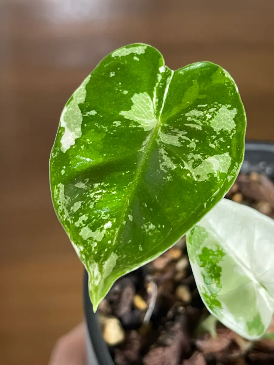 キラキラの葉っぱ｜園芸日記byアウルの森｜みんなの趣味の園芸｜1227978