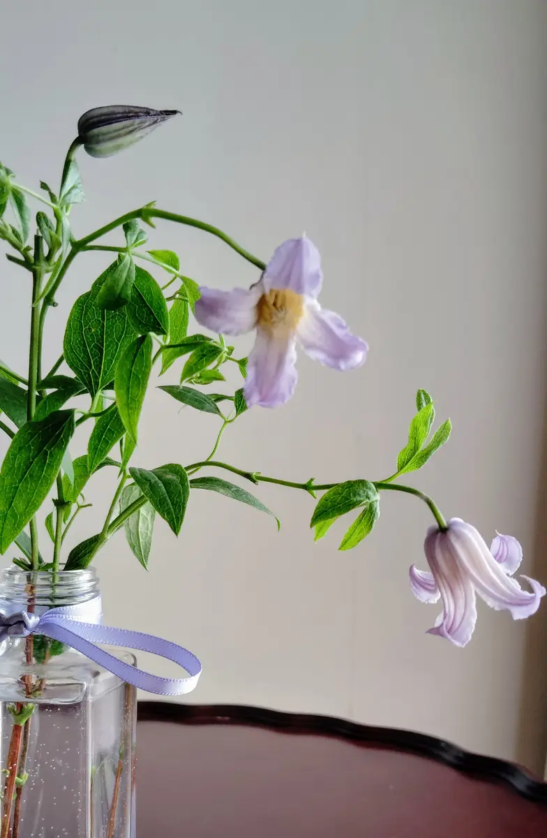 クレマチス 浮舟｜園芸日記bybellejo｜みんなの趣味の園芸｜1228182